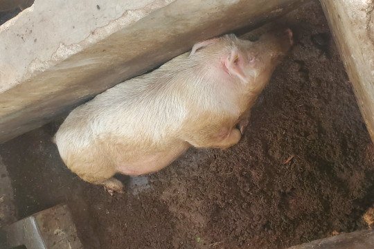 piggery